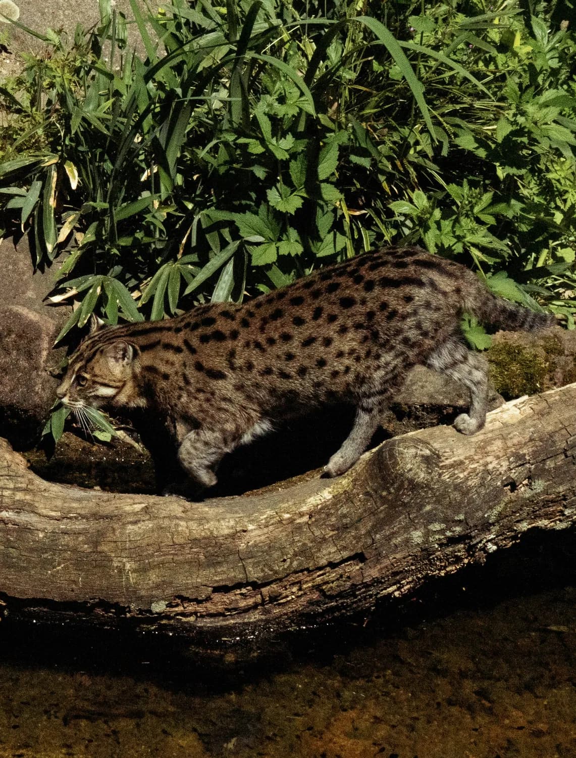 锈斑豹猫VS黑足猫：谁才是捕猎之王？