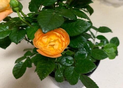 玫瑰花生长在什么地方 分布在哪些地区
