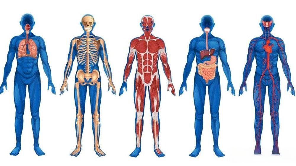 人体有机体：分解您的身体结构