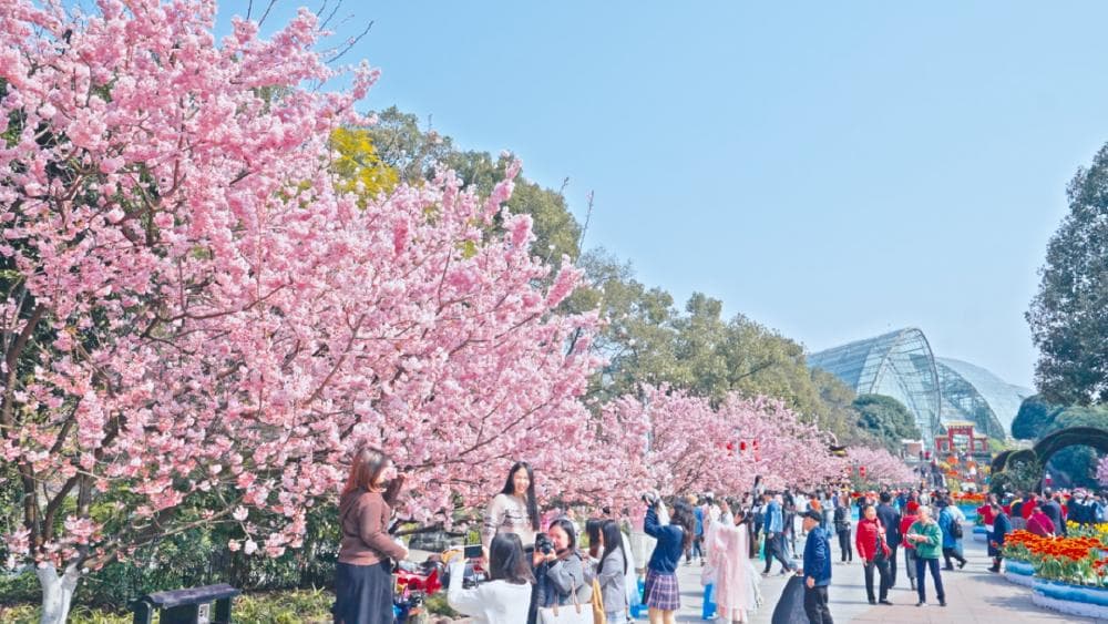 春季踏青赏花地图！十条精品路线出炉，承包你的浪漫花季