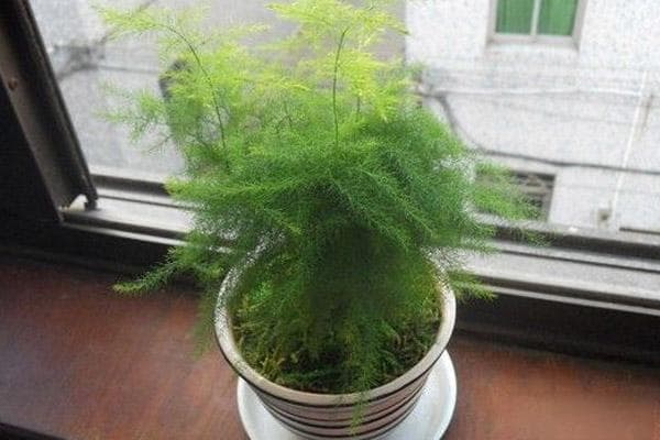 文竹用什么土壤种植最好？