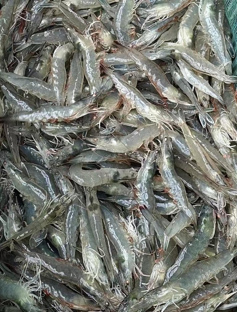我在新疆养“海鲜”：盐碱水清澈无污染，一年养三茬虾，水产远销大连