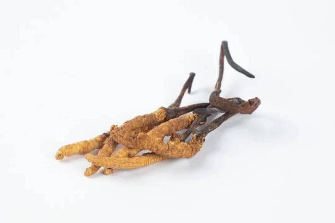 冬虫夏草的草头和虫体需要分开吃吗？