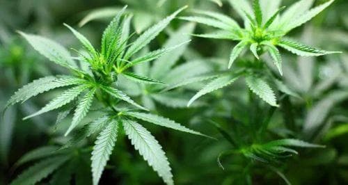 大麻合法化两年，突然宣布终结：“戏剧性”转折背后，泰国付出了什么代价？