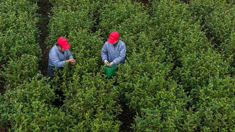 又是一年春茶季！碧螺春开采