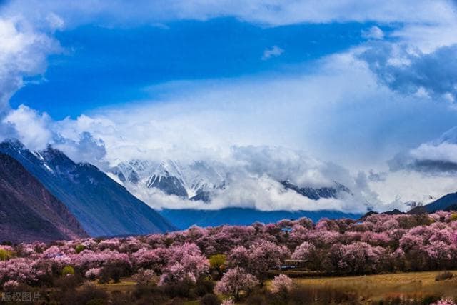 三月国内游，为何林芝桃花是首选？