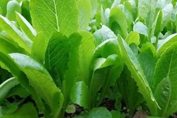 油麦菜什么时间播种？从育苗到采收的全程种植指南