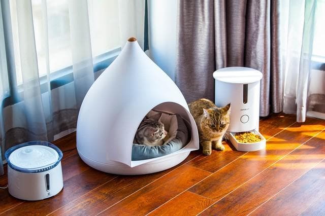 从高冷到贴贴！养猫新手必学的5个科学亲密法则