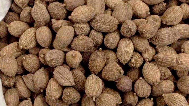 阳春砂的功效与作用、禁忌和食用方法