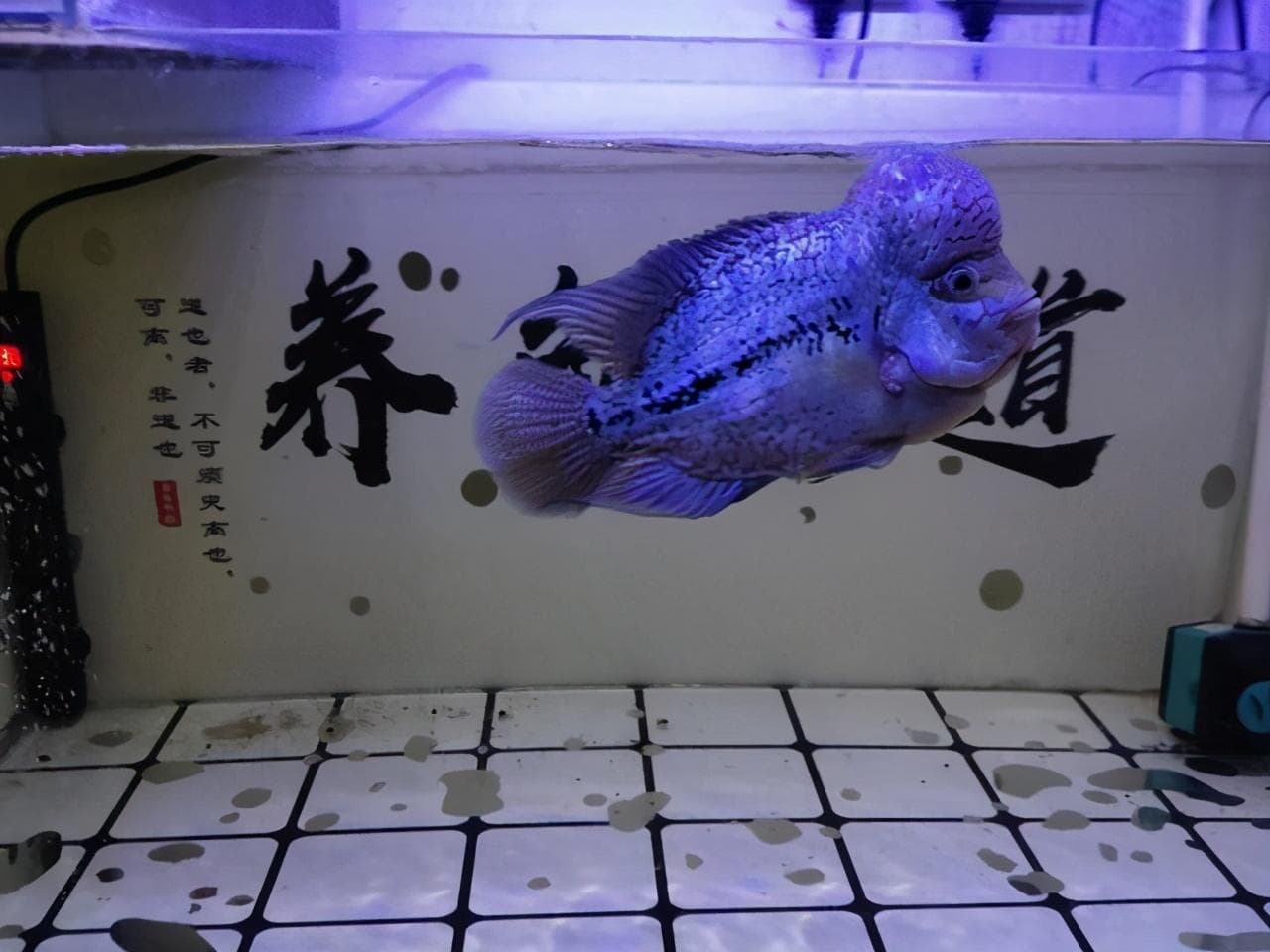 鱼缸底部的垃圾怎么清理（底滤鱼缸抽不走粪便怎么处理）