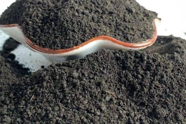 百香果的施肥方法：从种植到收获的全程施肥指南
