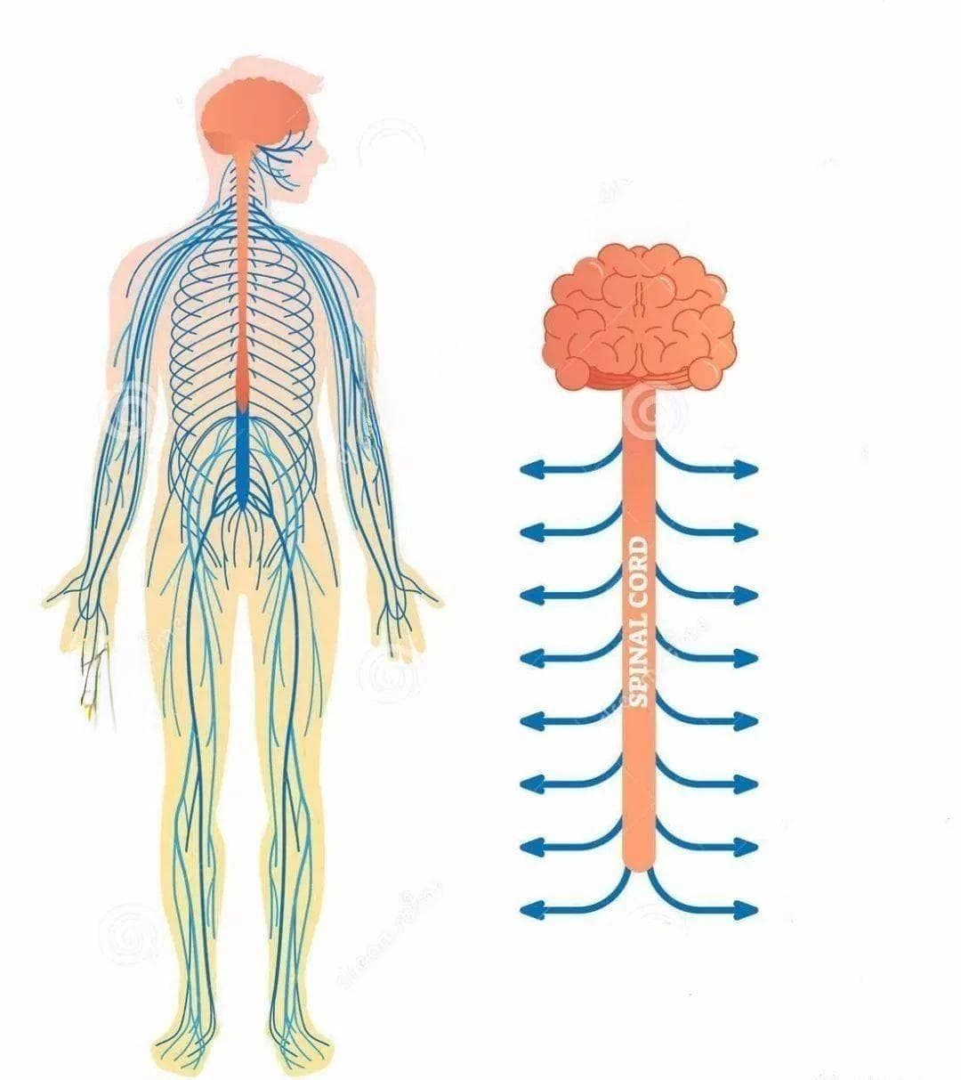 日常猫牛式两分钟，脊柱康健身心爽