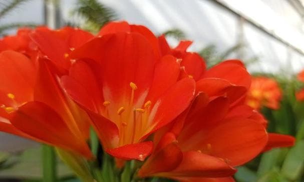 以花代表祝福-花语与祝福的美妙结合（花语中的祝福-传递无声的温暖）