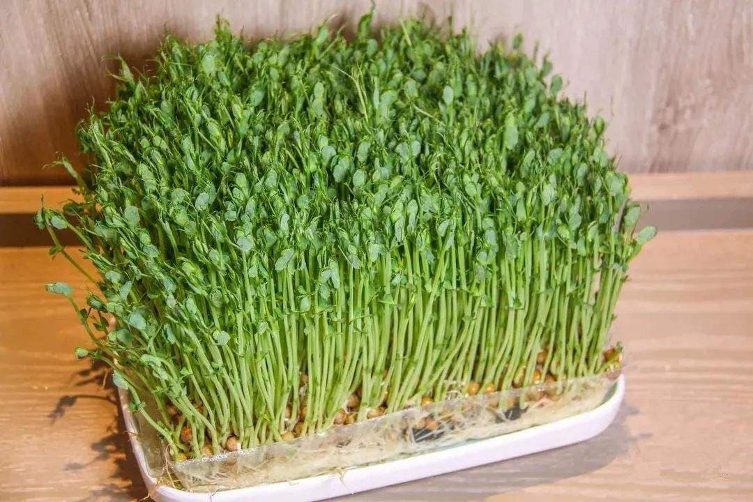 豌豆尖怎么做好吃？ 教你几种豌豆尖的做法，健康营养又美味
