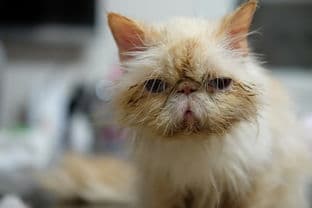 猫咪健康指南：专家解读常见疾病与预防方法