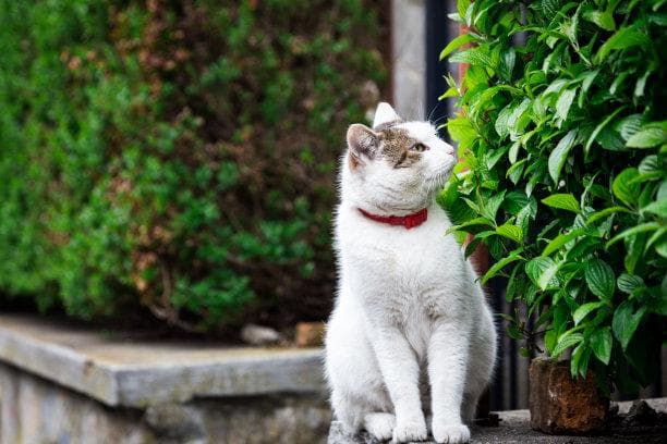 猫咪健康秘籍：如何确保您的宠物猫活力充沛、健康长寿