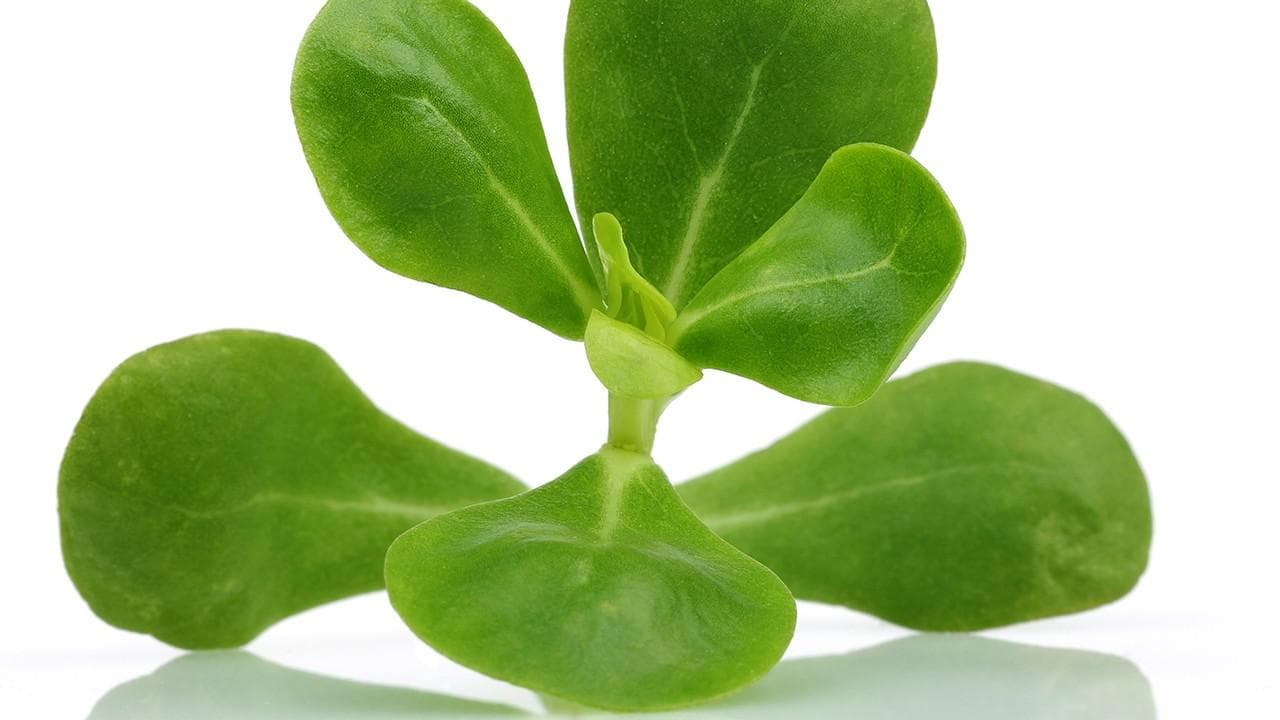 马齿苋的作用和功效 马齿苋现代应用方法有什么