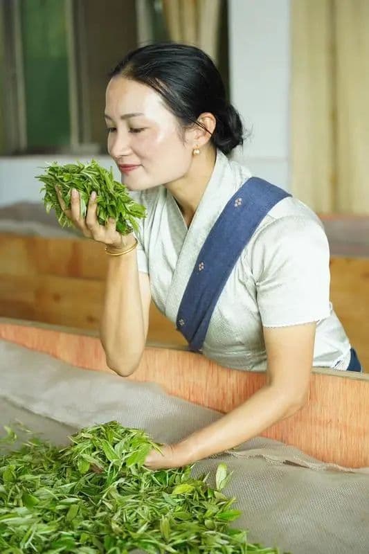 世界的普洱·中国的茶——普洱景迈山茶丨从景迈山出发，仙贡以茶为媒连接世界