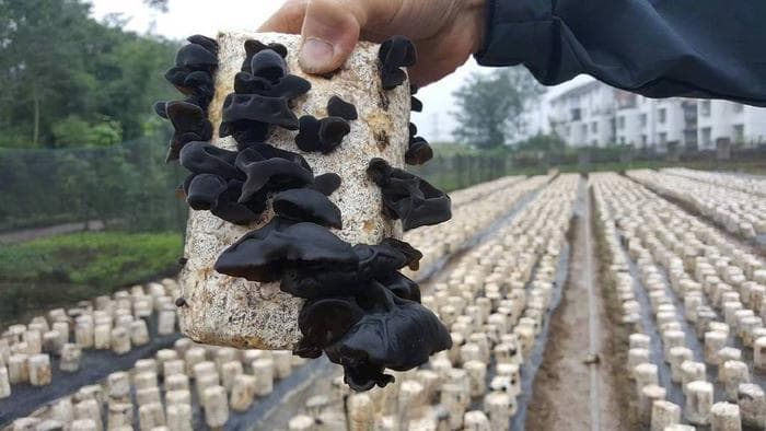 木耳泡发方式不当可能引起中毒 专家教你如何正确食用