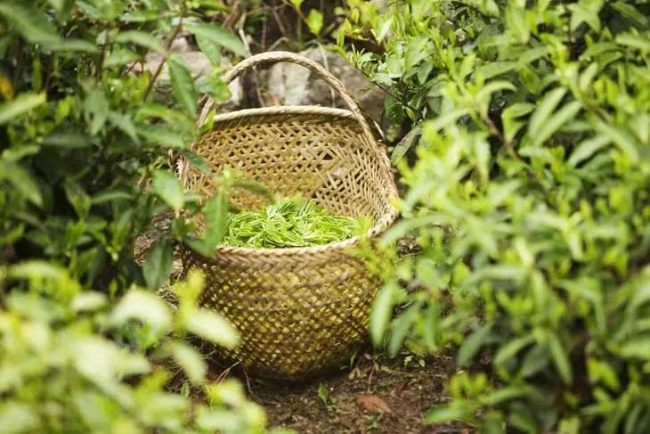 江泳带你读懂《茶经》15：茶的采摘时间和标准