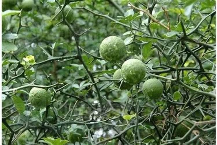 绿意盎然：探究枳实的理想种植环境