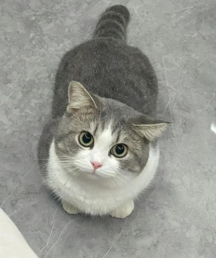 选购猫咪时应该重点考虑哪些方面？