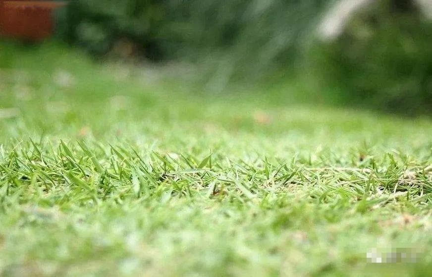 选择草坪除草剂，先弄清这三个问题