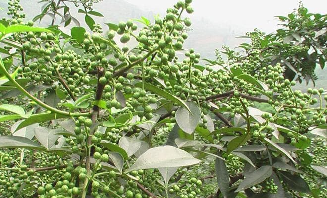 花椒木——芸香科落叶小乔木（树种特性、栽培管理及应用价值）