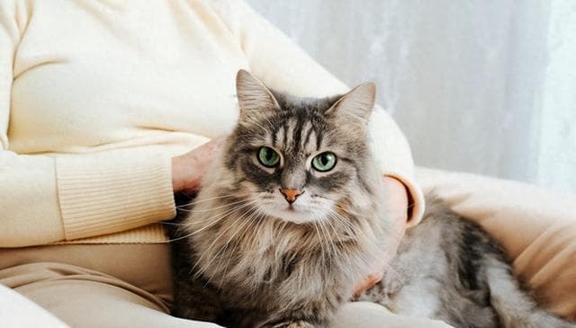 猫咪的咕噜声：不只是撒娇，还有这些深层含义！