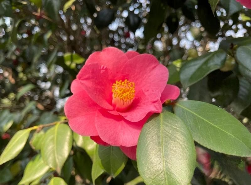 冬去春来，来苏州看一场顶流茶花宴