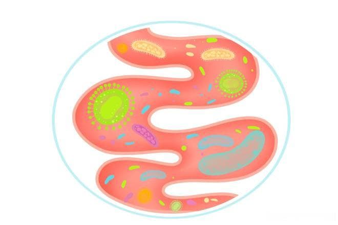 脑肠轴理论：肠道微生物与大脑健康的关系
