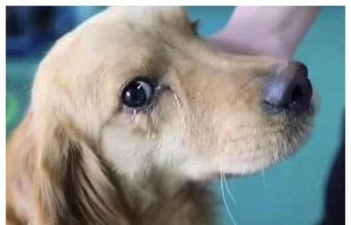 宠物美容：狗狗毛发修剪技巧与注意事项