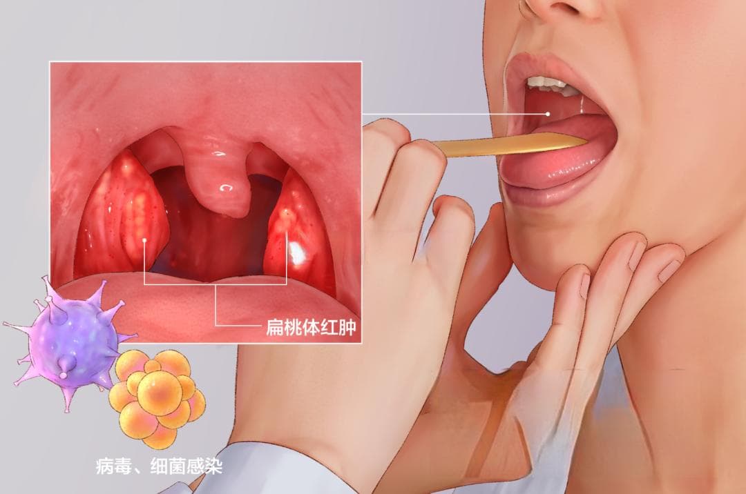 人体解剖学基础———口腔篇（下）