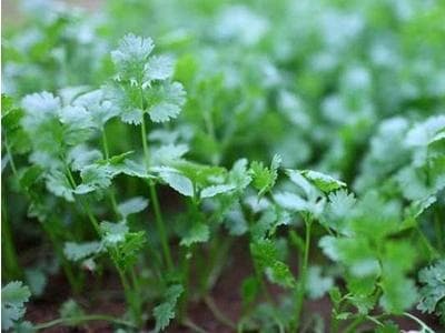 香菜如何种植（香菜种植技术及管理）