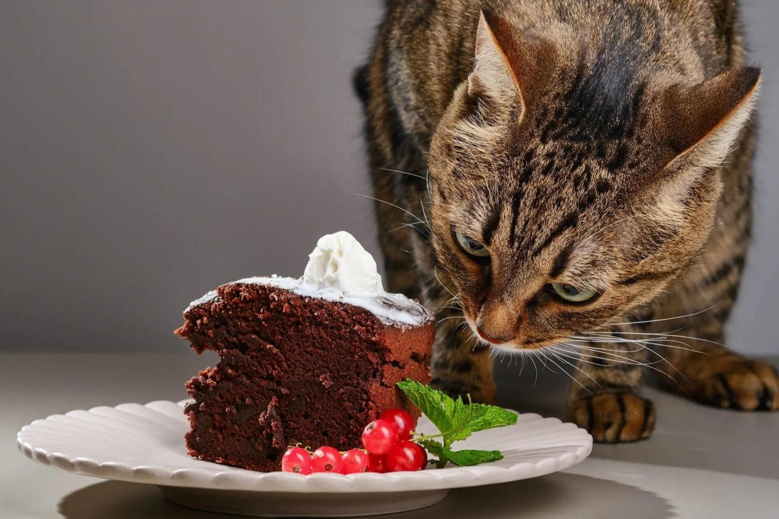 猫咪误食巧克力怎么办