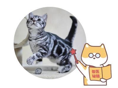 猫咪掉毛严重应该吃什么？这些食物是关键！