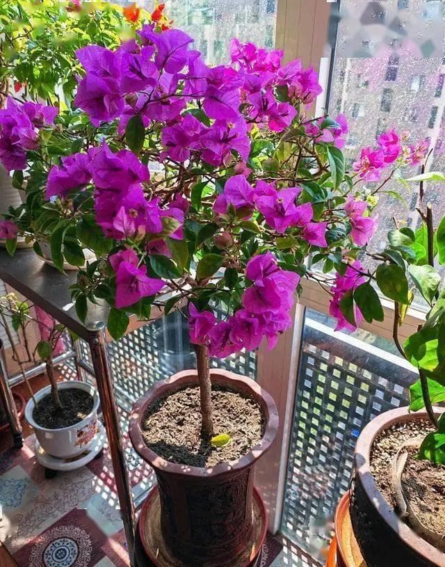 盆栽三角梅，首选这11种，色美花多，都是真正的“勤花品种”