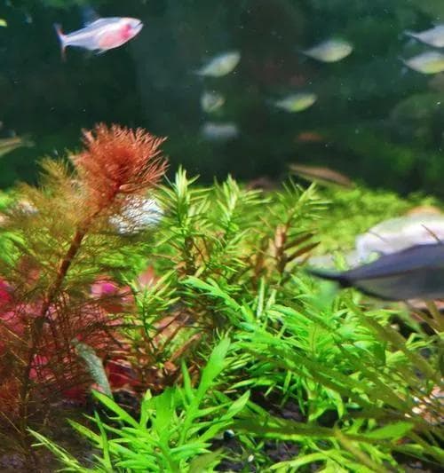 水罗兰水草养殖方法与养护要点
