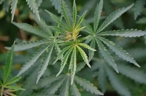 黄麻的种植时间与技术