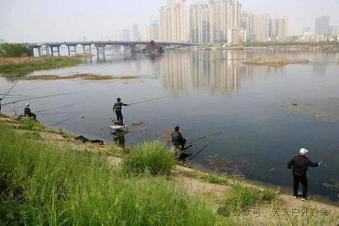 秋季野钓，何时可以钓边？4个时机大鱼全在浅水