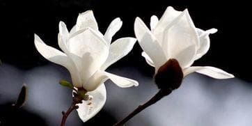 玉兰花花语：纯洁、真挚、高雅的千年花魂
