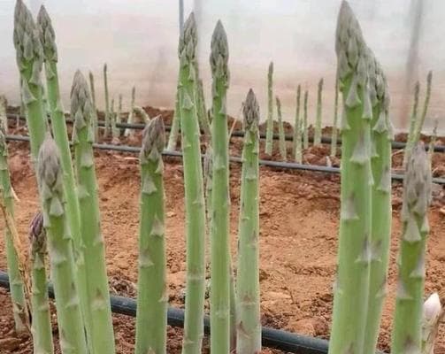 芦笋种植方法及注意事项（从选种、播种到管理，教你种植好芦笋）