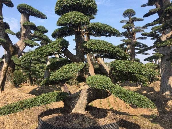 罗汉松修剪全攻略：时间、方法与种植技巧