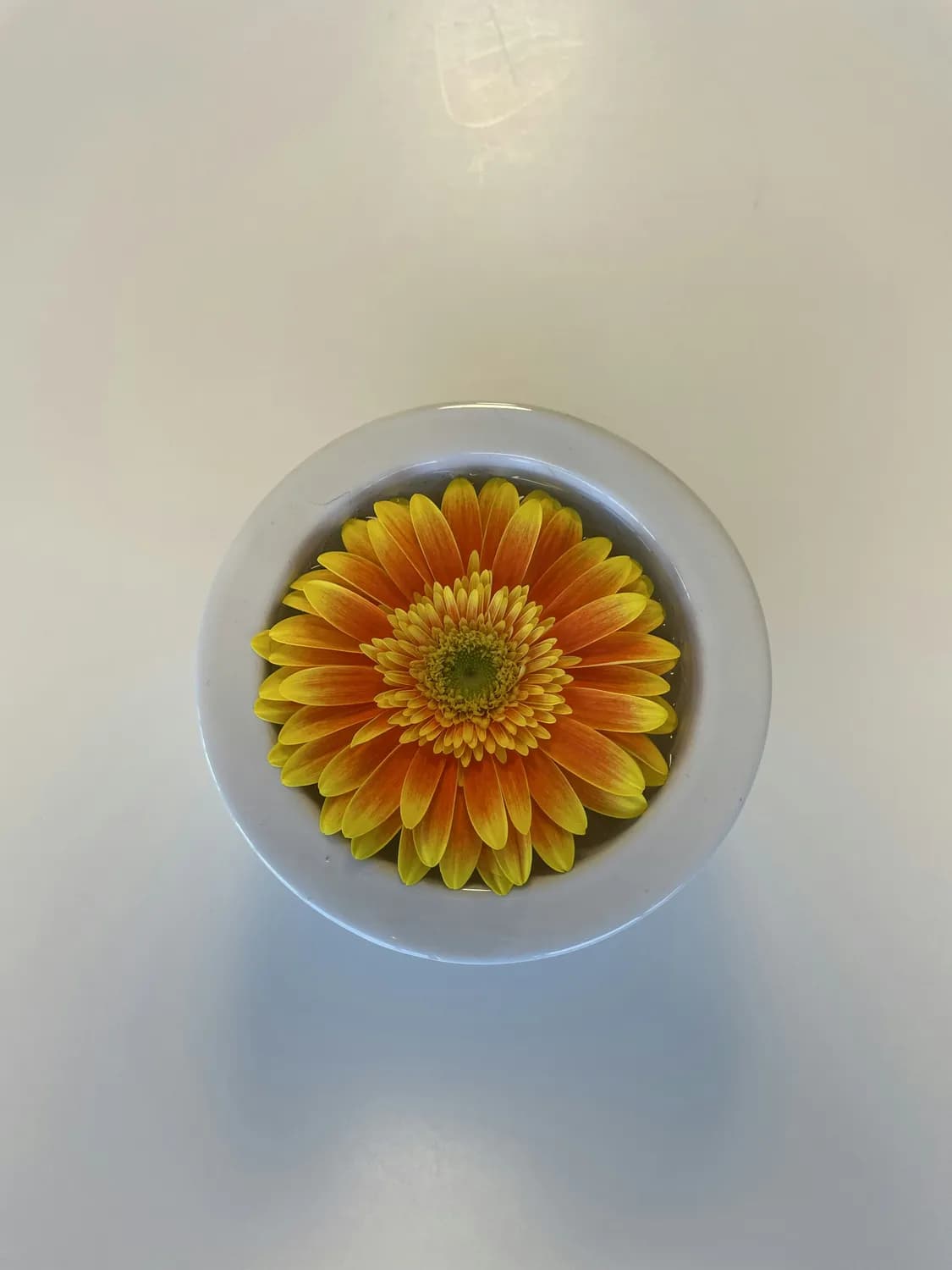 菊花枸杞眼霜DIY，你get了吗？