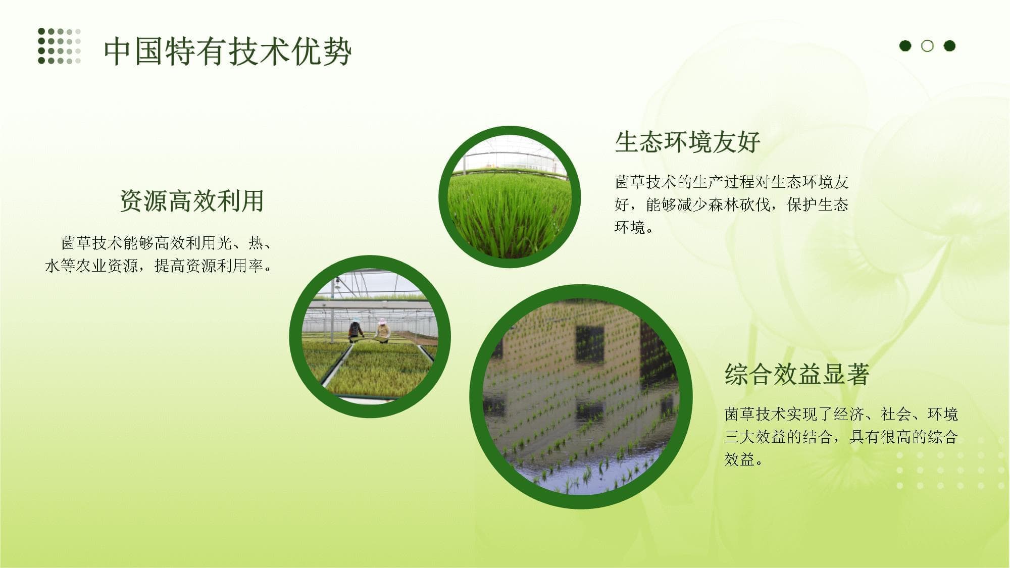 菌草技术案例