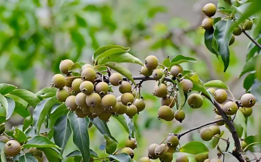“桑枣杜梨槐，不宜进阳宅”，俗语中是4种树，还是5种树？