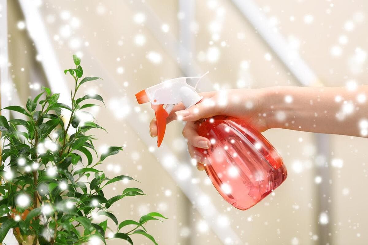 用啤酒浇花，科学稀释助植物成长。