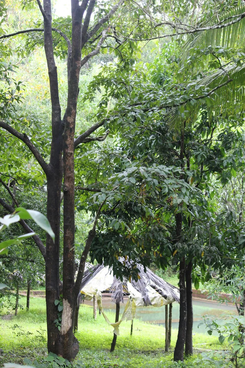 景洪持续小雨，普文镇特色村寨成周末休闲首选