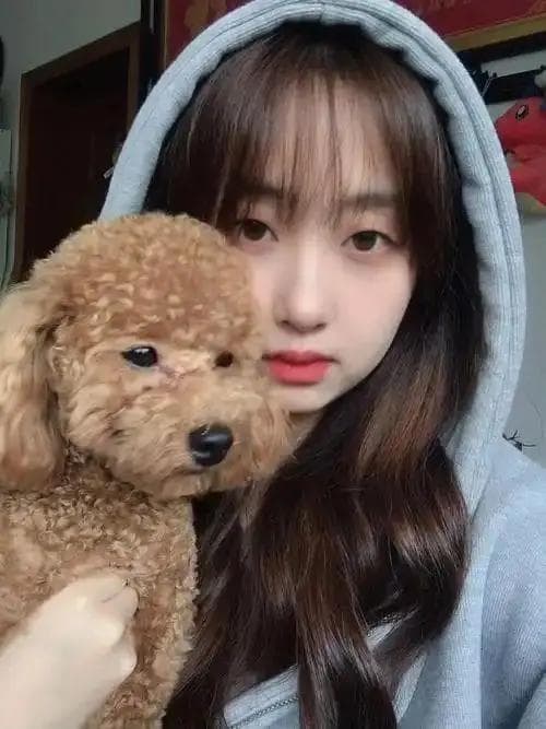 四季贵宾犬的生活习性与养护全攻略