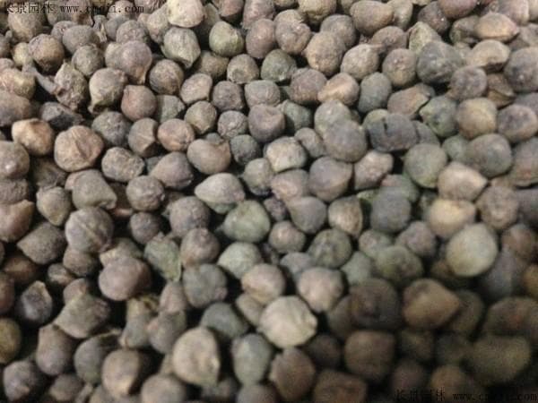 相思树适合北方种植吗？从气候到土壤的全方位解析
